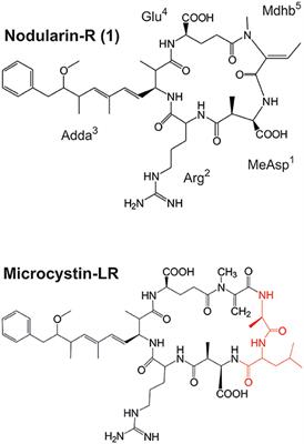 Production of High Amounts of Hepatotoxin Nodularin and New Protease Inhibitors Pseudospumigins by the Brazilian Benthic Nostoc sp. CENA543